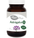ASTRAGALUS  625 mg 60 Comprimidos